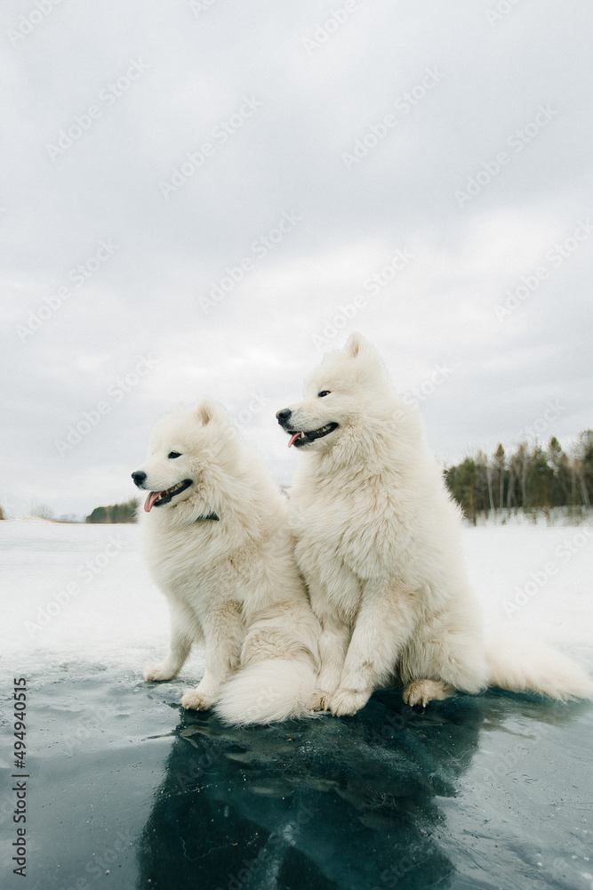 A cute Samoyed bear cub sits on the cold ice of Lake Baikal and waits for delicious food