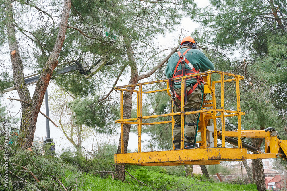 Unrecognizable lumberjack operates a crane with a hydraulic platform to be able to reach the branches of the trees that he has to cut down with a mechanical saw.	