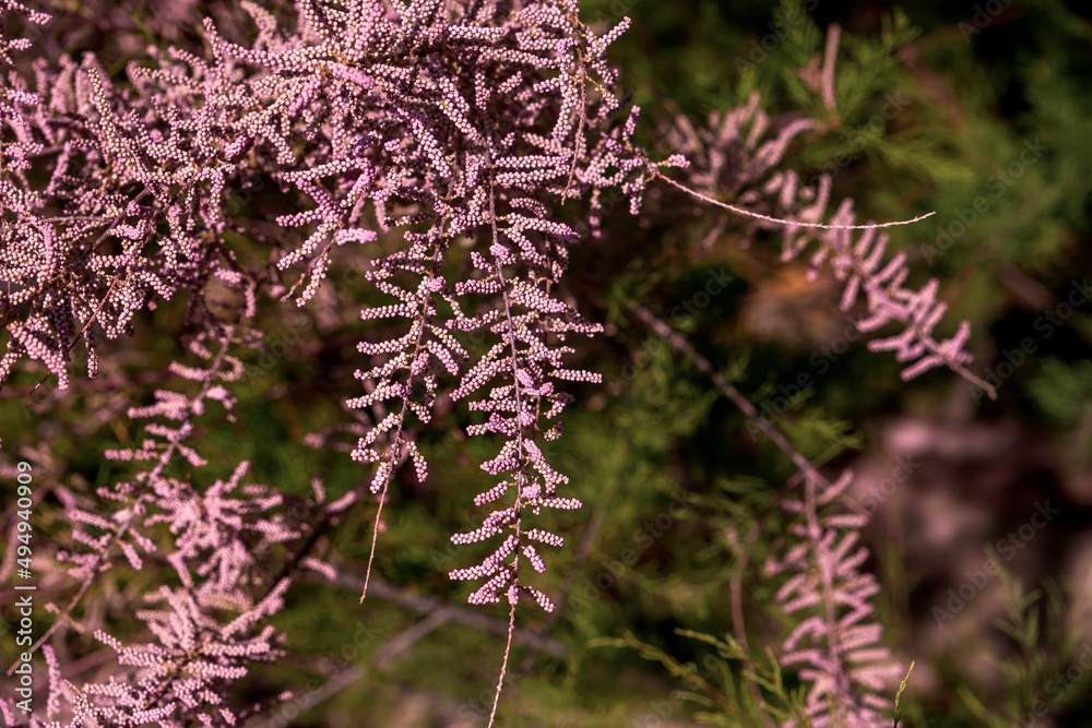 Salt cedar tamarix pink flowers Salt cedar tamarix pink flowers