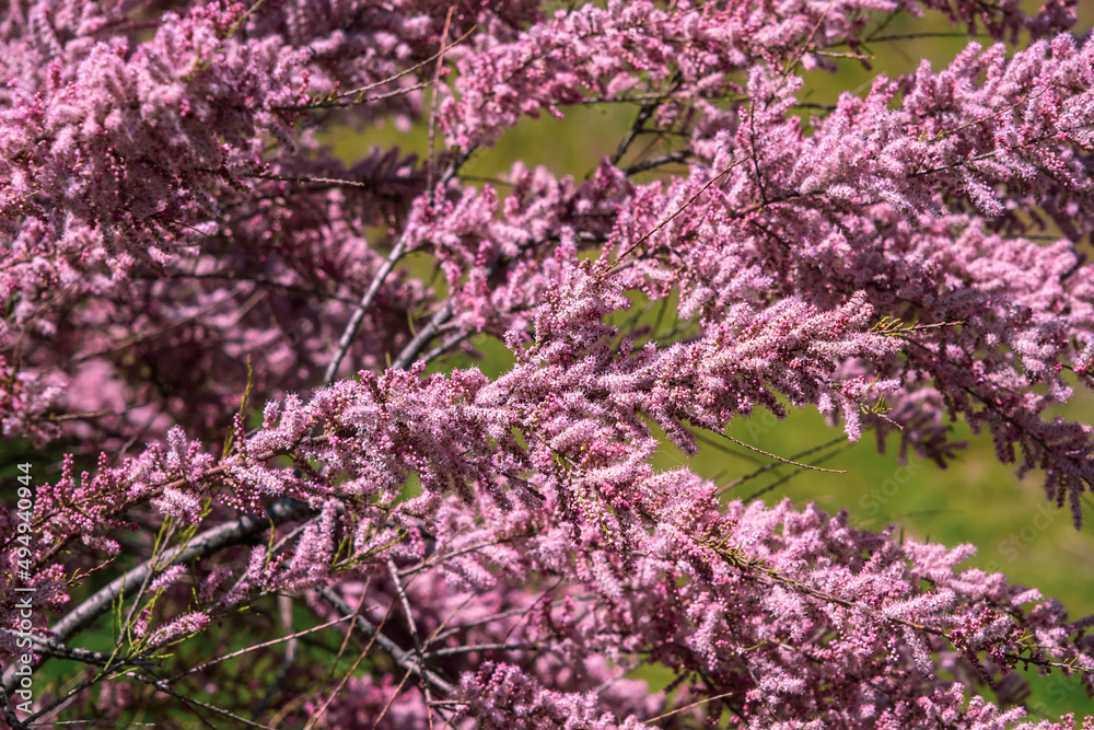 Salt cedar tamarix pink flowers