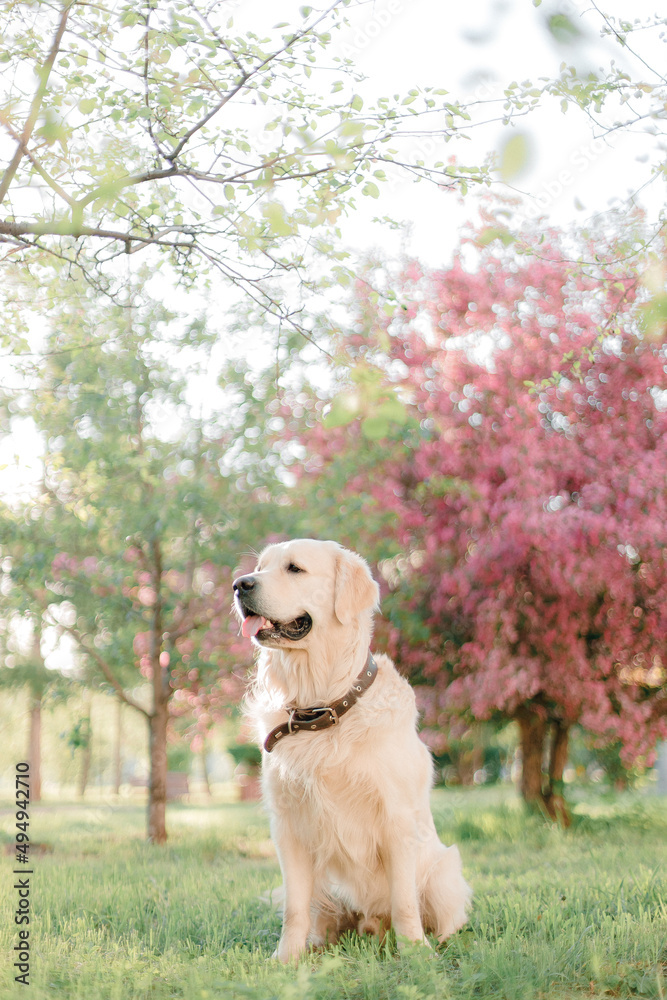 my beloved friend golden retriever enjoys the rays of the sun and spring flowers in the forest