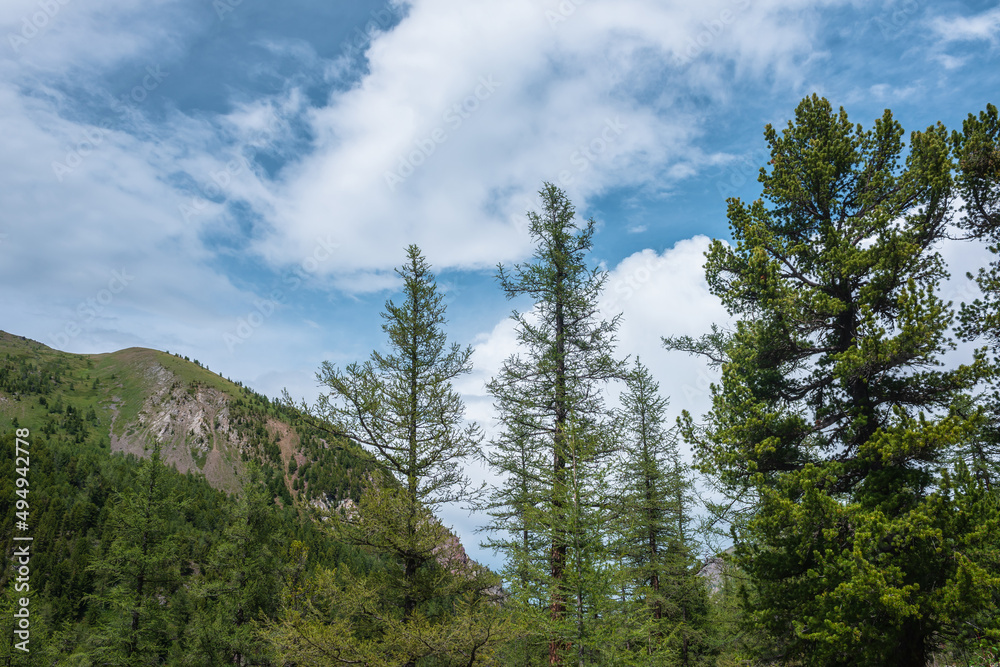 Atmospheric mountain forest landscape with coniferous trees in sunlight under blue cloudy sky in changeable weather. Dramatic mountain scenery with coniferous forest and mountains under big cloud. Atmospheric mountain forest landscape with coniferous trees in sunlight under blue cloudy sky in changeable weather. Dramatic mountain scenery with coniferous forest and mountains under big cloud.