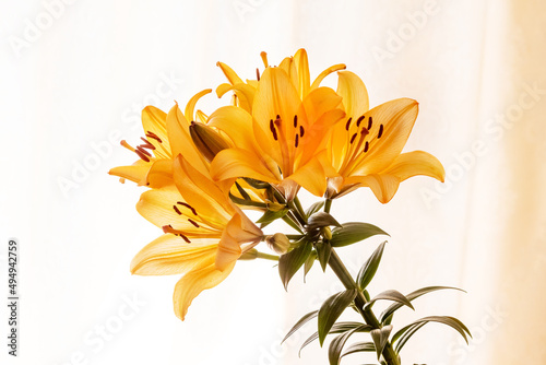 Orange lilies close up on a light background