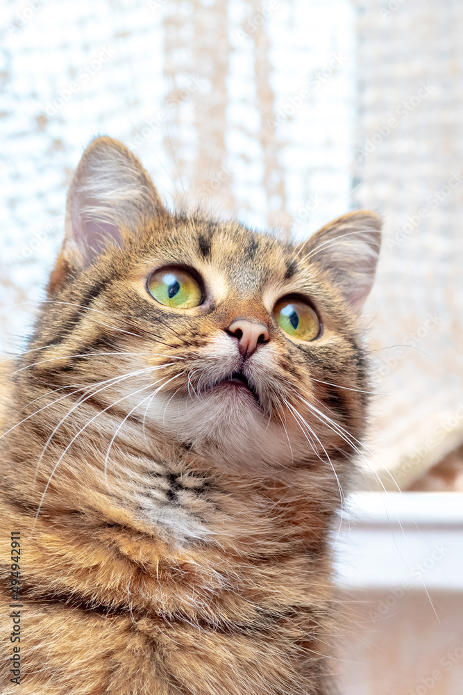 Small striped kitten close up in the room looking up