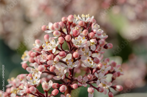 Die Japanische Blütenskimmie 'Rubella' ist ein dicht wachsender und immergrüner Zierstrauch. Der wunderschöne Strauch stammt ursprünglich aus den kühleren Regionen japanischer Gebirgswälder