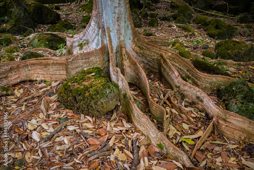 Closeup of Buttress Roots in Waimea Falls, Oahu Hawaii