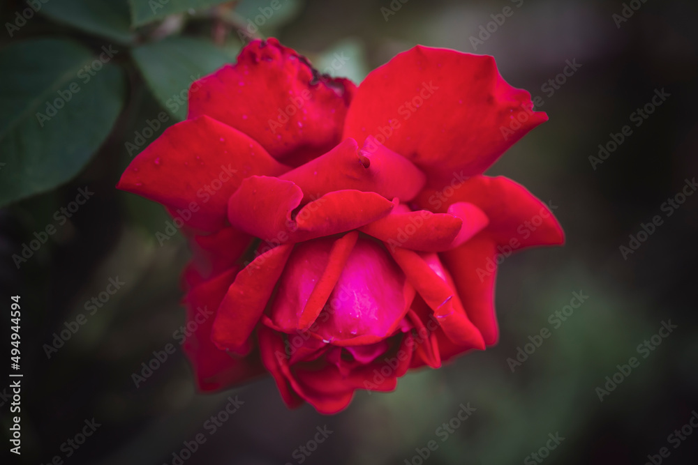 Magnificent red rose. Floriculture, perennial flowers. Magnificent red rose. Floriculture, perennial flowers.
