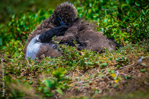 Closeup of a Laysan Albatross on the grass in Oahu Hawaii photo