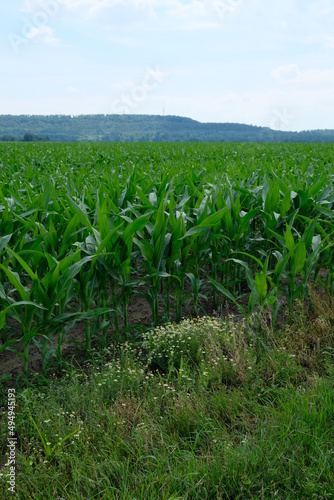 FU 2021-06-26 Glessen 41 Auf dem Feld wächst Mais