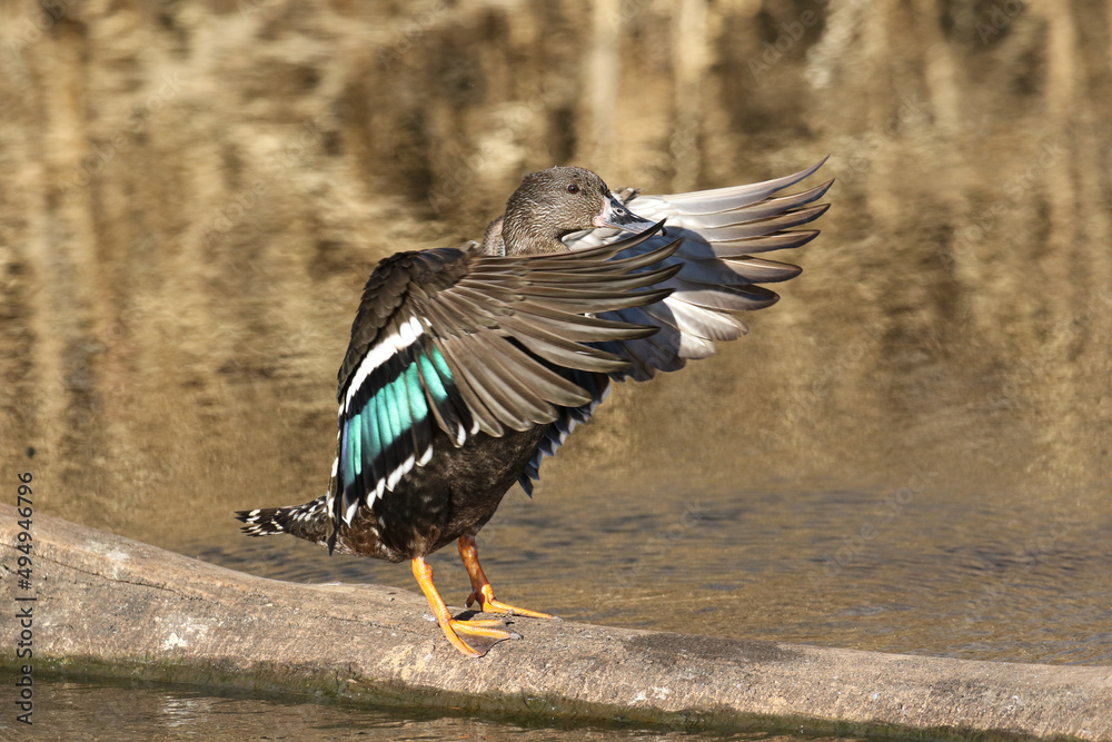 Obraz premium African Black Duck, Kruger National Park