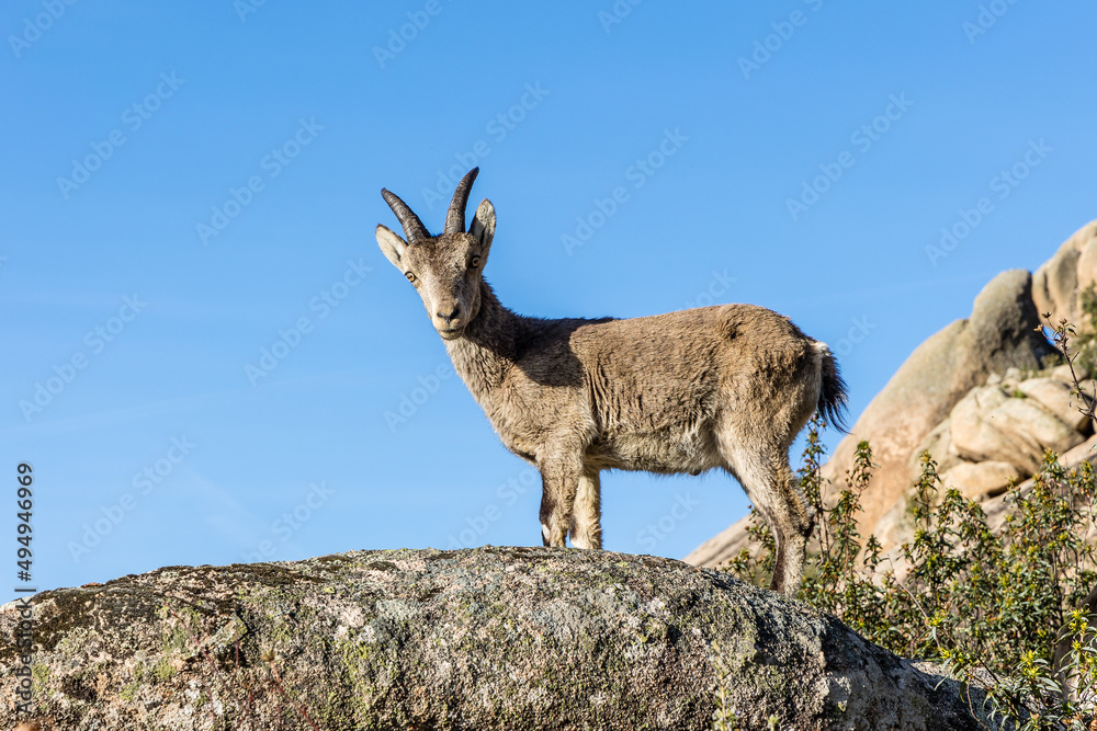 mountain goats in the mountains of La Pedriza in the province of Madrid mountain goats in the mountains of La Pedriza in the province of Madrid