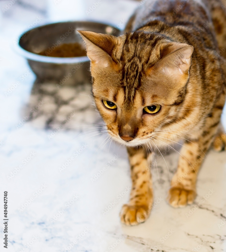 golden Bengal cat at the food bowl
