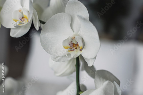 white orchid flower © Amy Lynn Grover