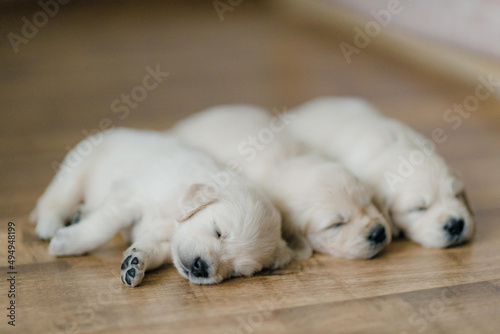 cute and funny golden retriever puppies explore the world, eat and sleep © Алеся Сутягина