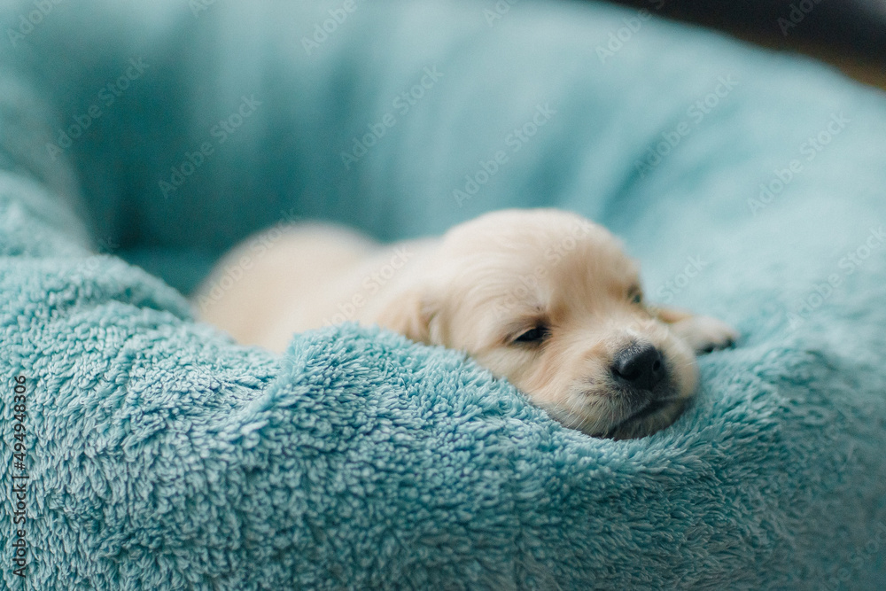 cute and funny golden retriever puppies explore the world, eat and sleep cute and funny golden retriever puppies explore the world, eat and sleep