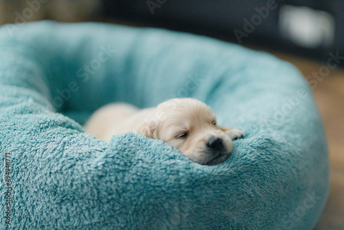 cute and funny golden retriever puppies explore the world, eat and sleep