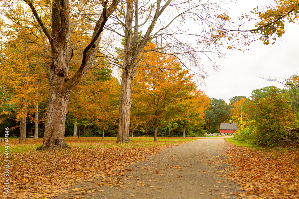 Naklejka premium Rural Pathway through autumn foliage
