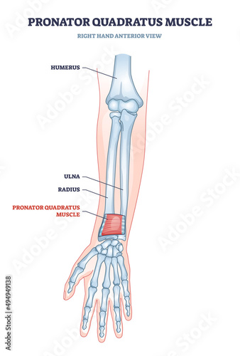 Pronator quadratus muscle with right hand anterior view of muscular and skeletal system outline diagram. Labeled educational arm anatomy with humerus, ulna and radius bone location vector illustration photo