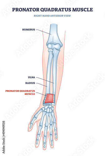 Pronator quadratus muscle with right hand anterior view of muscular and skeletal system outline diagram. Labeled educational arm anatomy with humerus, ulna and radius bone location vector illustration