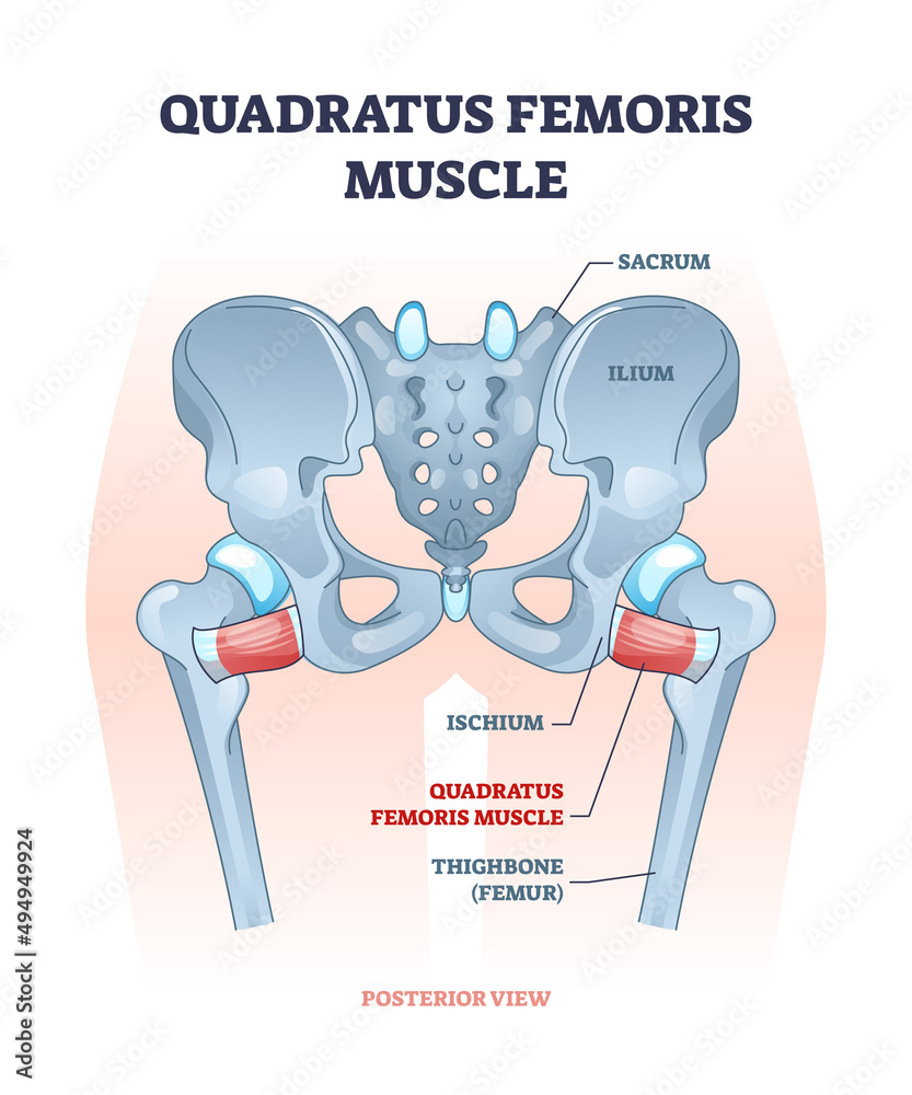 Φωτογραφία Quadratus femoris muscle as hip and groin rotator joint outline diagram