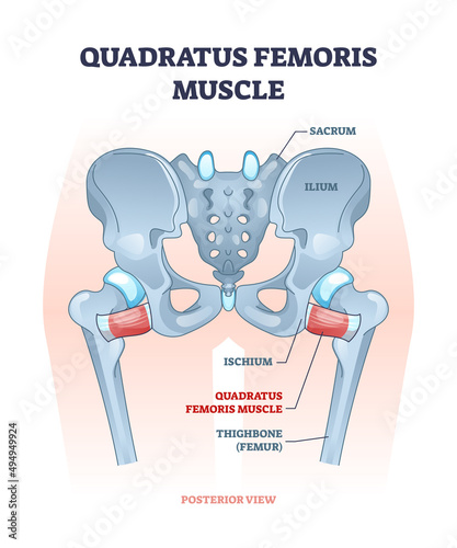 Quadratus femoris muscle as hip and groin rotator joint outline diagram. Labeled educational scheme with sacrum, ilium, ischium and thighbone skeletal system in human lower body vector illustration. photo