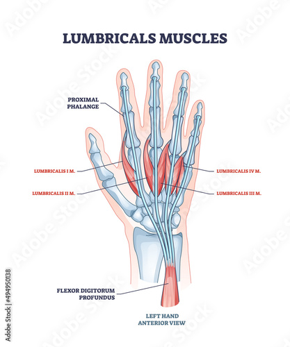 Lumbricals muscles as hand and fingers muscular part anatomy outline diagram. Labeled educational scheme with medical proximal phalange and flexor digitorum progundus structure vector illustration.