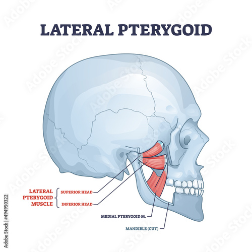 Lateral pterygoid muscle with superior and inferior head outline diagram. Labeled educational scheme with medial anatomy and mandible bone vector illustration. Human chewing or biting muscular system.