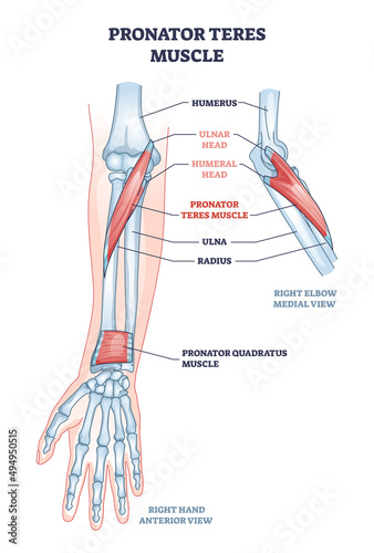 Pronator teres muscle with arm and elbow muscular system outline diagram. Labeled educational scheme with hand skeletal anatomy and ulnar or humeral head location in anterior view vector illustration.