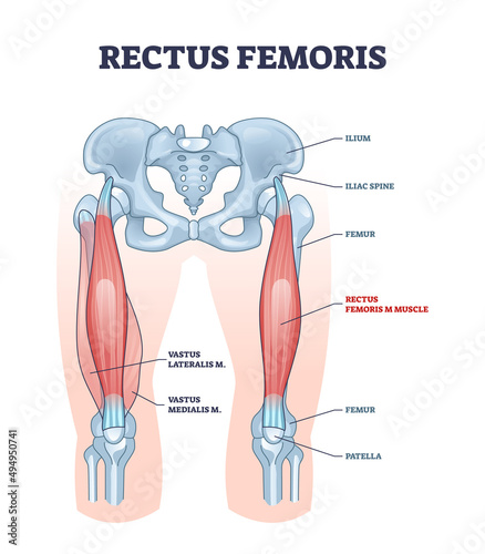 Rectus femoris muscle as one of quadriceps muscular group outline diagram. Labeled educational scheme with skeletal upper leg anatomy vector illustration. Body vastus lateralis and medialis location. photo