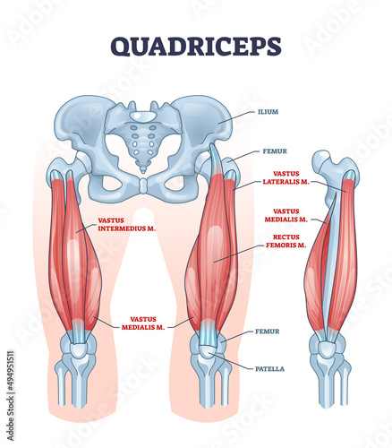 Quadriceps muscle and quads leg muscular or bone anatomy outline diagram. Labeled educational medical scheme with vastus intermedius, medialis, lateralis or rectus femoris location vector illustration photo