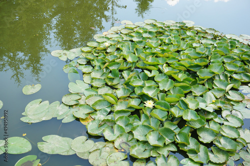 Fotografie, Obraz Water-lilies with large green leaves in a pond