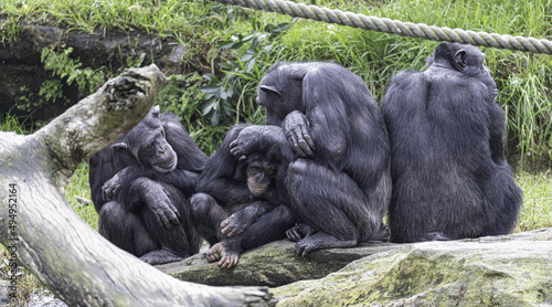 Fotografie, Tablou Group of dark chimpanzees in a park