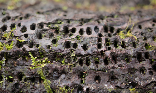 Tree trunk with woodpecker damage. Old fallen tree with parallel lines of holes made by a woodpecker searching for food such as larvae and insects or a sapsucker. Selective focus. Vancouver, Canada. photo