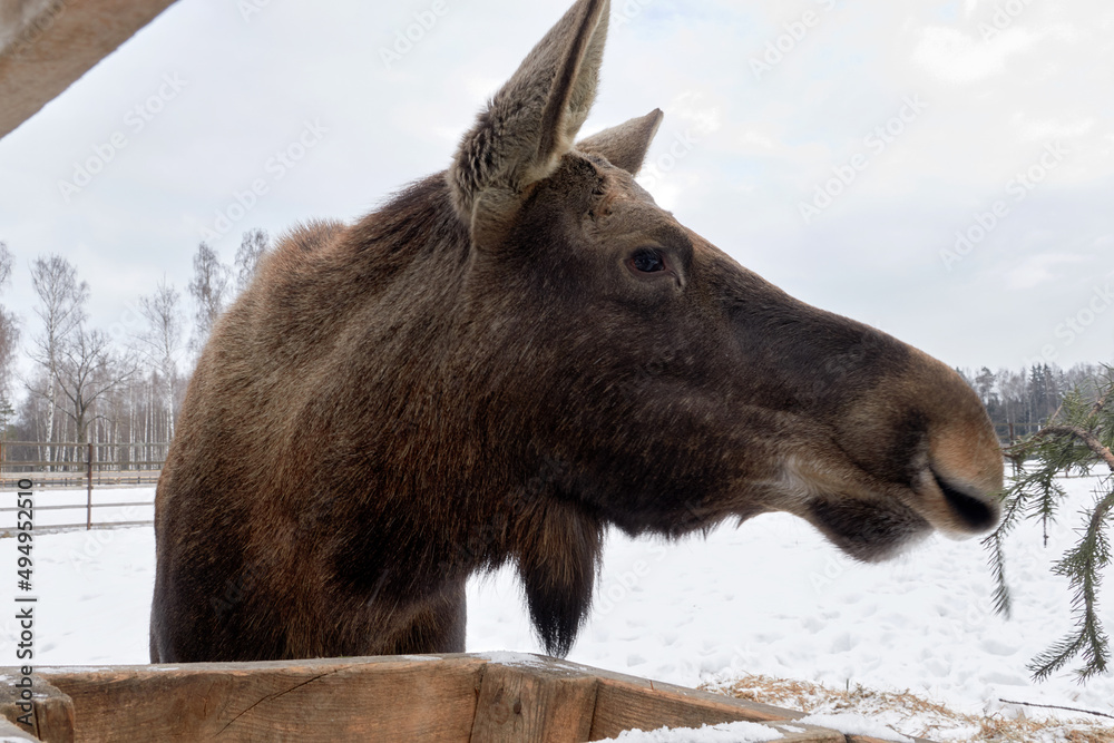 Fototapeta premium Moose in the reserve in winter.