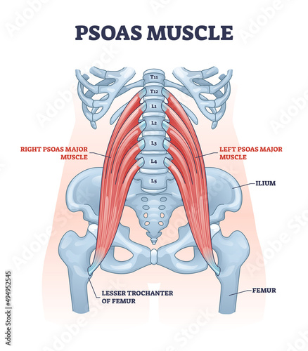 Psoas muscle as deep body muscular system for spine health outline diagram. Labeled educational scheme with ilium, femur and lesser trochanter bones vector illustration. Skeletal hip backbone anatomy. photo