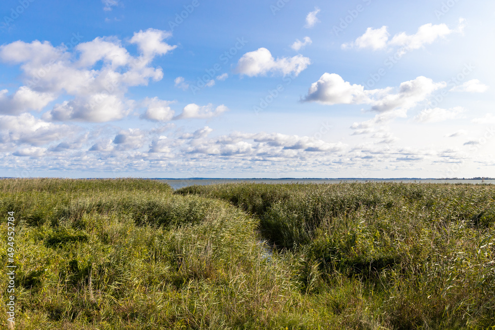 the flooded and green shore of the Achterwasser in Zempin on the island of Usedom in the Baltic Sea the flooded and green shore of the Achterwasser in Zempin on the island of Usedom in the Baltic Sea