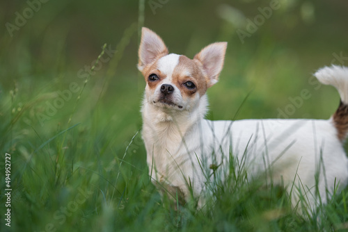 Cute chihuahua dog resting among the green grass in the city park. Close-up portrait