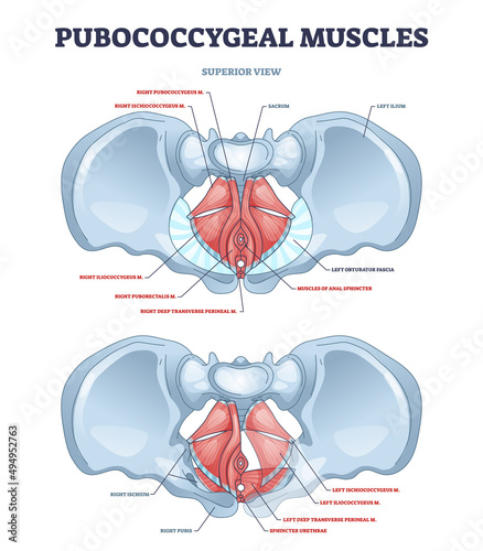 Pubococcygeal muscles group with pubococcygeus, iliococcygeus and puborectalis outline diagram. Labeled educational scheme with anal sphincter and ischiococcygeus musclular system vector illustration. photo