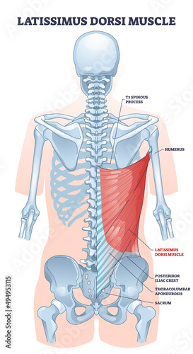 Latissimus dorsi as body side muscle behind human ribcage outline diagram. Labeled educational medical scheme with spinous process, iliac crest or thoracolumbar aponeurosis anatomy vector illustration photo