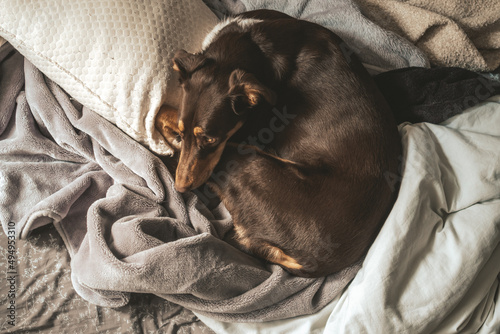 Closeup of an adorable Dachshund photo