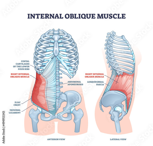 Internal oblique muscle with ribcage muscular system anatomy outline diagram. Labeled educational scheme with ribs costal cartilages, aponeurosis, iliac crest and inguinal ligament vector illustration photo