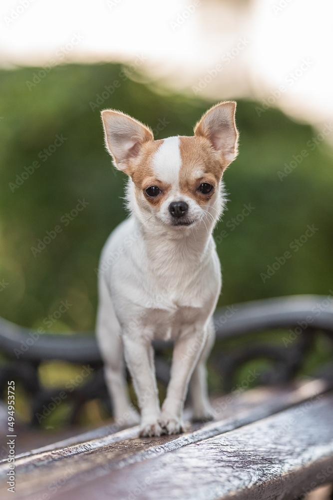 Cute chihuahua dog on a wooden bench posing in a city park