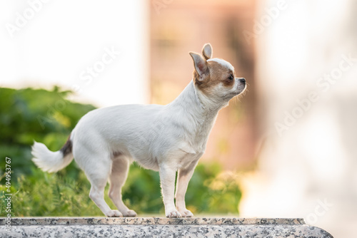 Cute chihuahua dog posing on the background of the urban landscape
