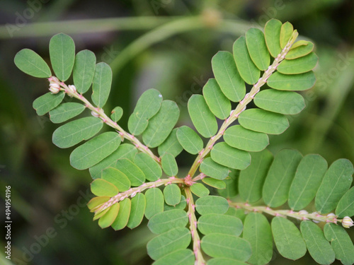 Closeup shot of phyllanthus urinaria photo