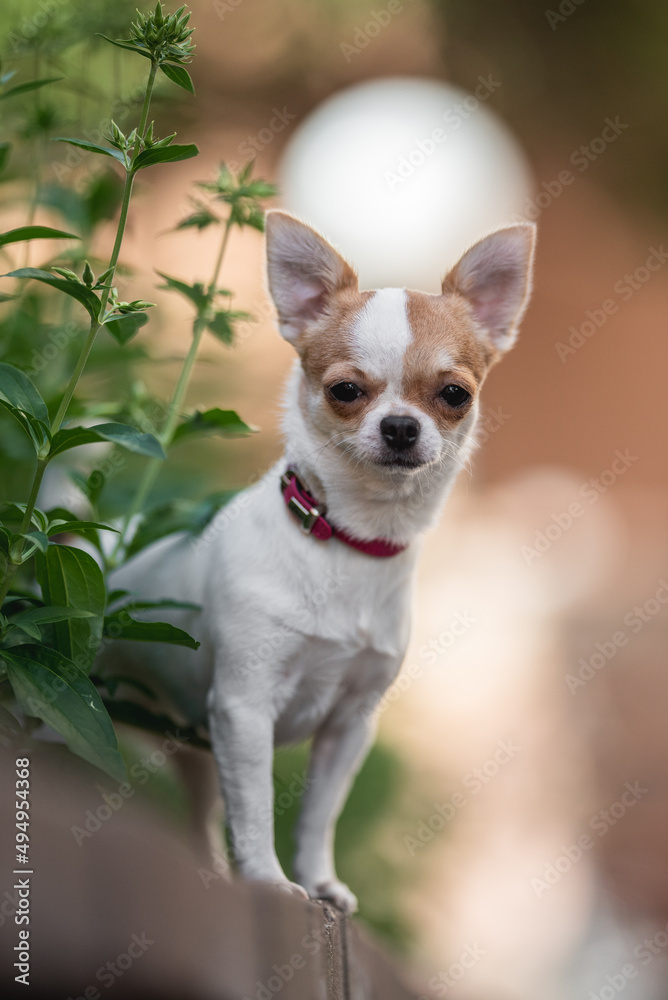 Cute chihuahua dog in a collar among greenery in the old town