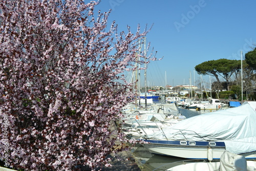 We are located in Cesenatico, an Italian town in Romagna, on the coast of the Adriatic Sea. Spring has blossomed and with it the flowers. photo