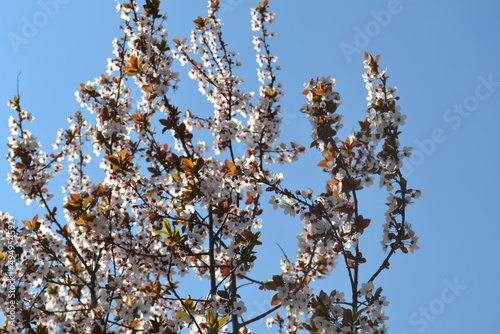 We are located in Cesenatico, an Italian town in Romagna, on the coast of the Adriatic Sea. Spring has blossomed and with it the flowers. photo