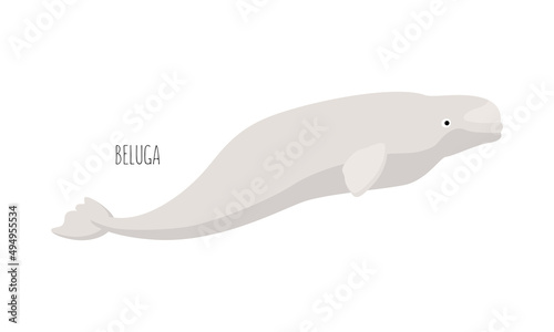 Fotografia Marine animal, beluga whale isolated on white background