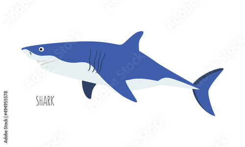 Sea animal, shark isolated on white background. underwater inhabitants. Flat vector cartoon