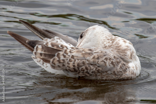 Closeup shot of a sea mew (Larus canus) scratching herself photo